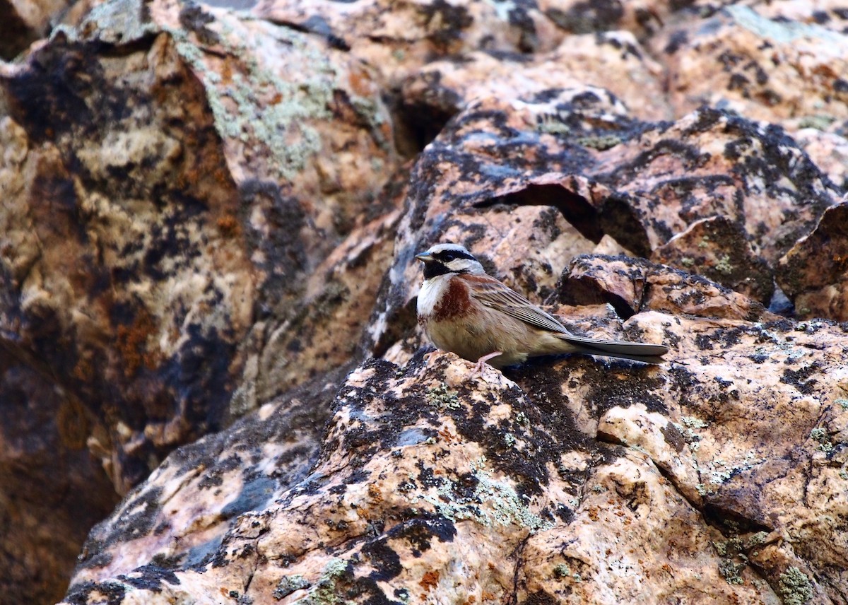 White-capped Bunting - ML628424079