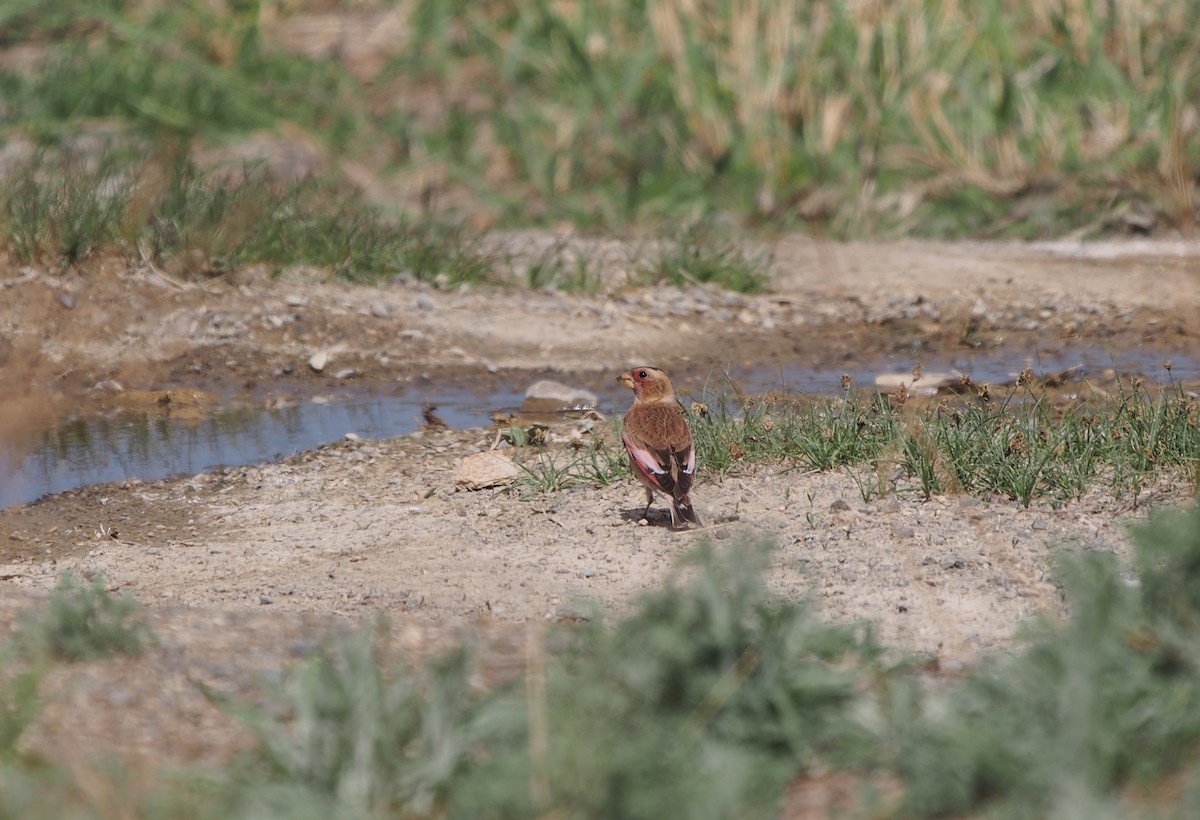 Crimson-winged Finch - ML628424117