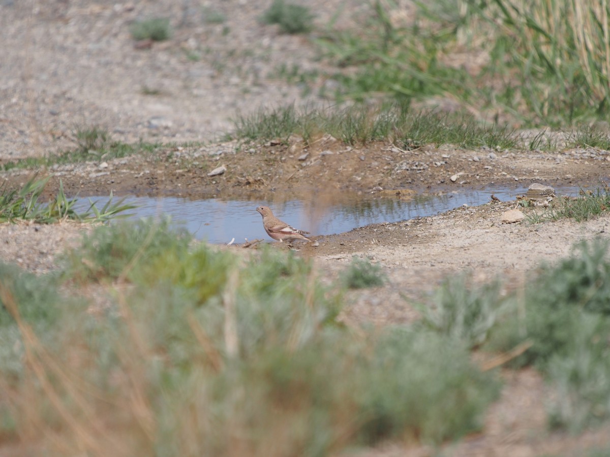 Mongolian Finch - ML628424186