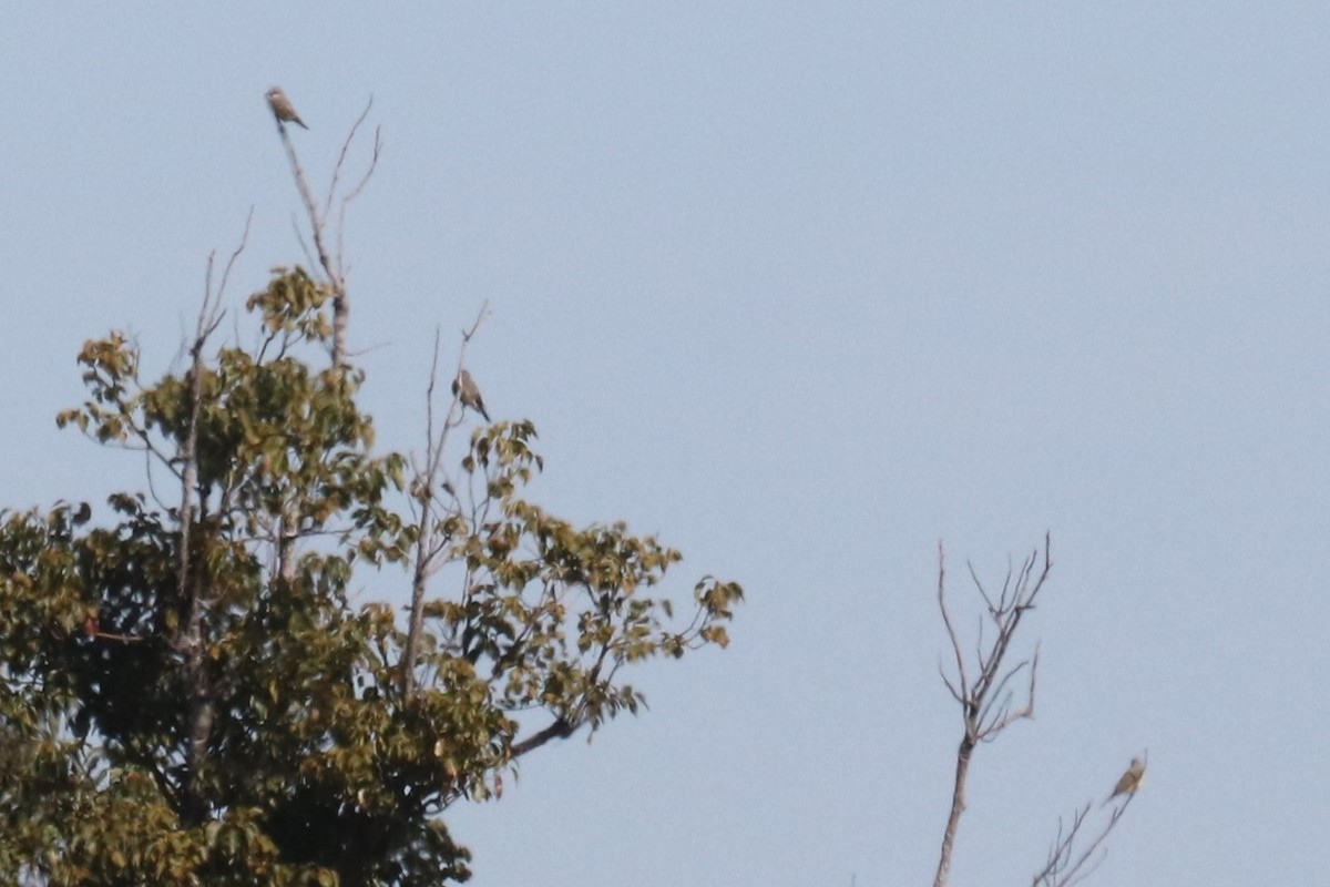 Western Kingbird - ML628424256