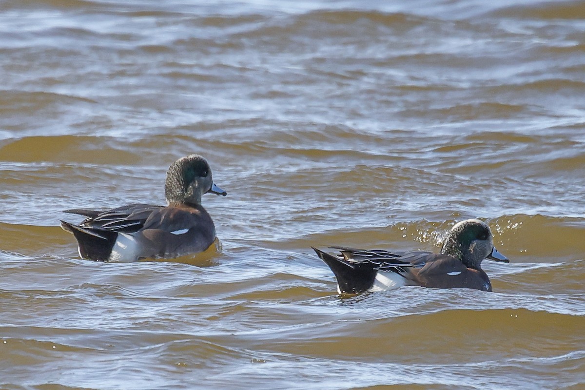 Canard d'Amérique - ML628424289