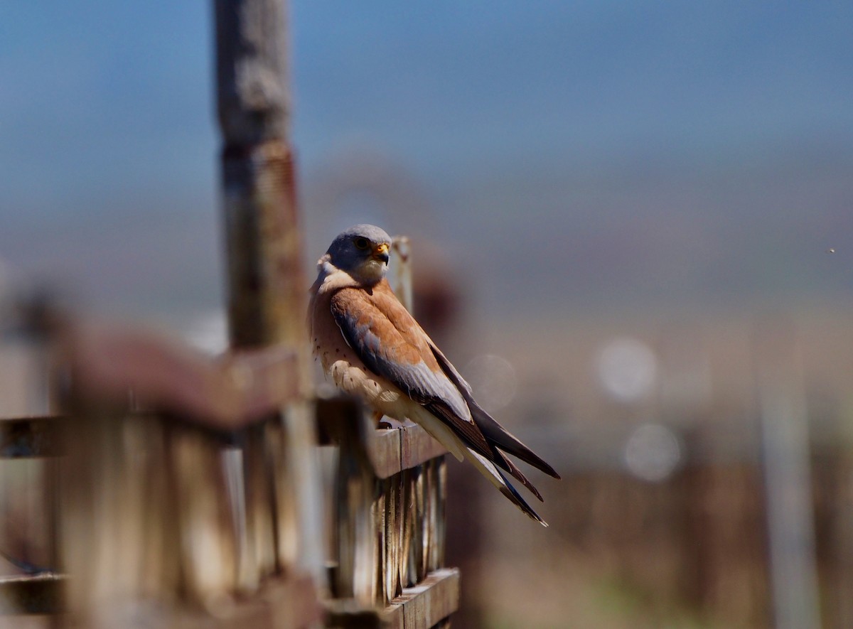 Lesser Kestrel - ML628424302