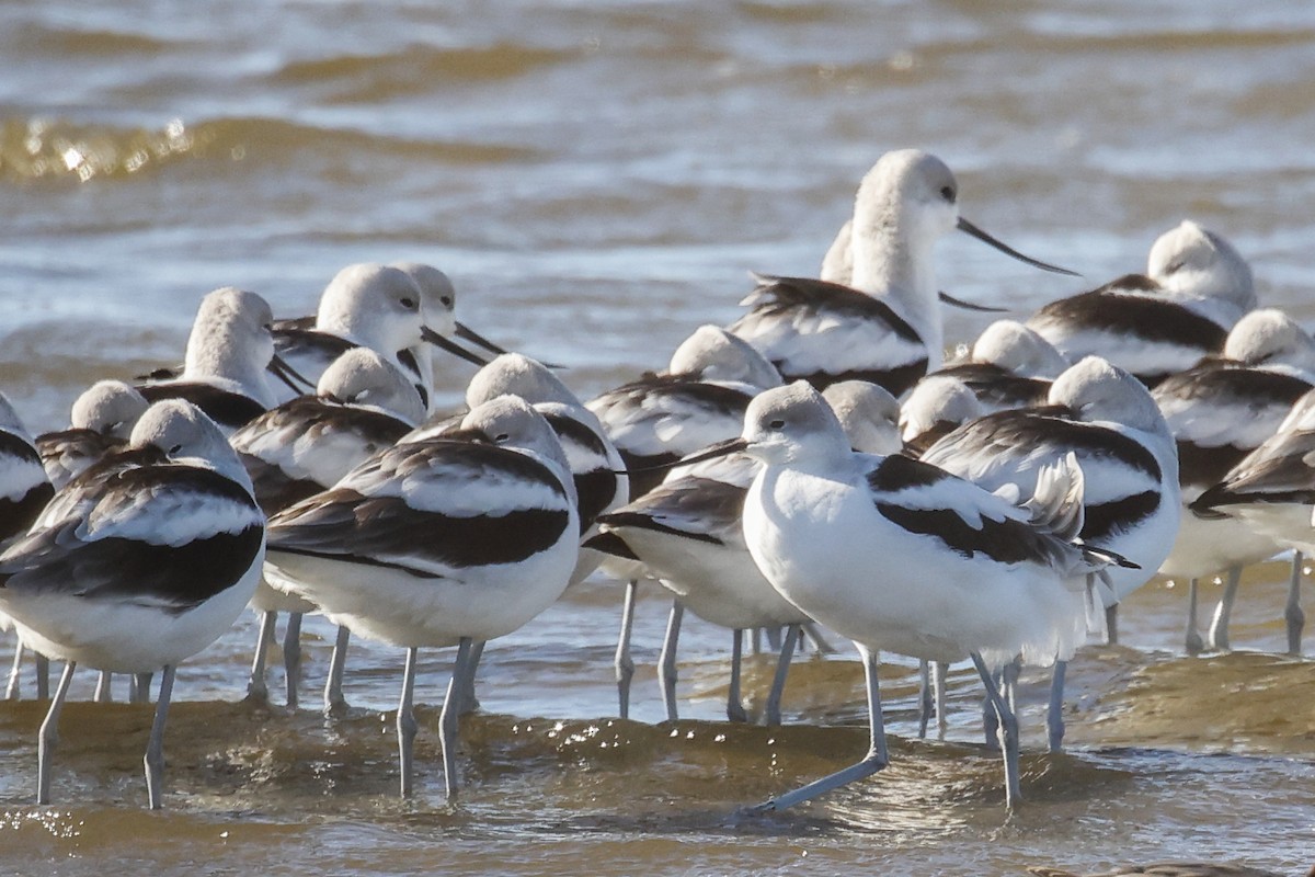 Avocette d'Amérique - ML628424311