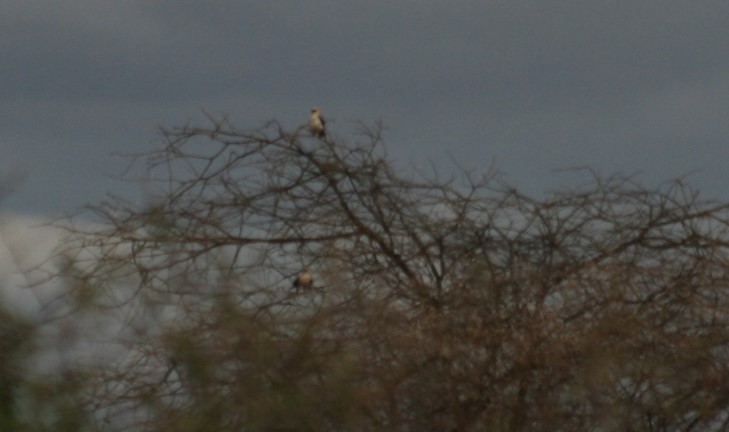 Palm-nut Vulture - ML628424334