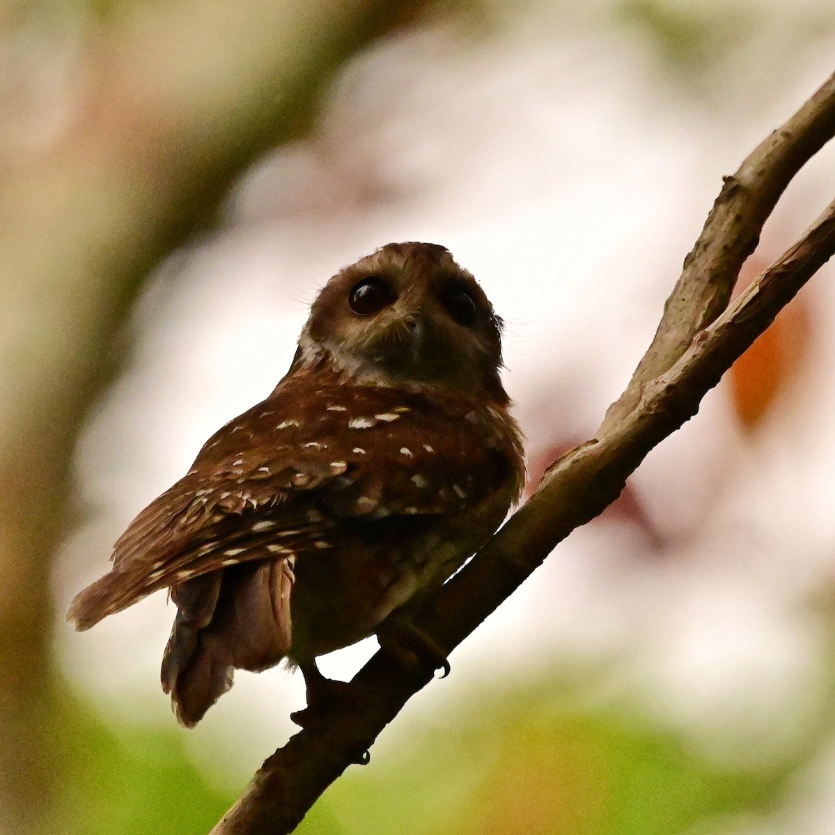 Bare-legged Owl - ML628424335