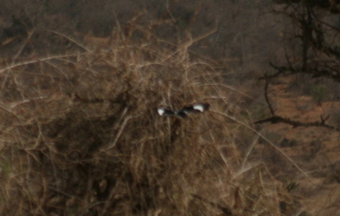 Long-tailed Fiscal - ML628424340