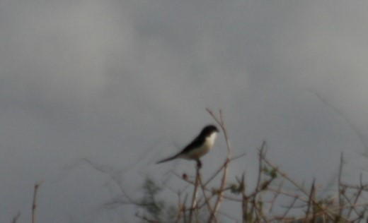 Northern Fiscal - ML628424356