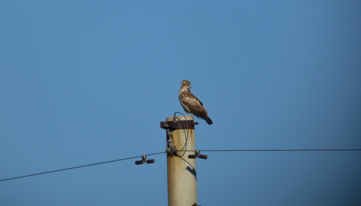 Short-toed Snake-Eagle - ML628424416