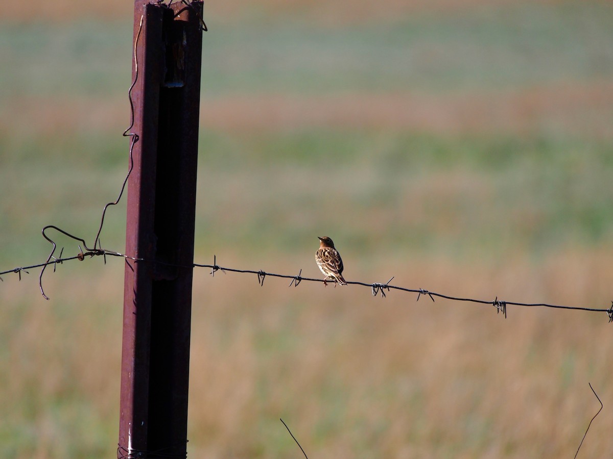 Red-throated Pipit - ML628424550