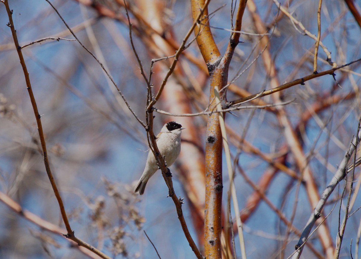 White-crowned Penduline-Tit - ML628424563