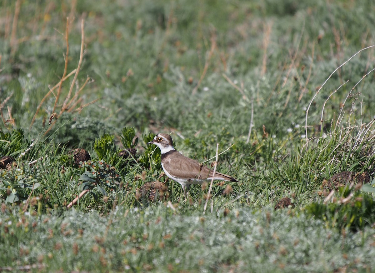 Little Ringed Plover - ML628424586