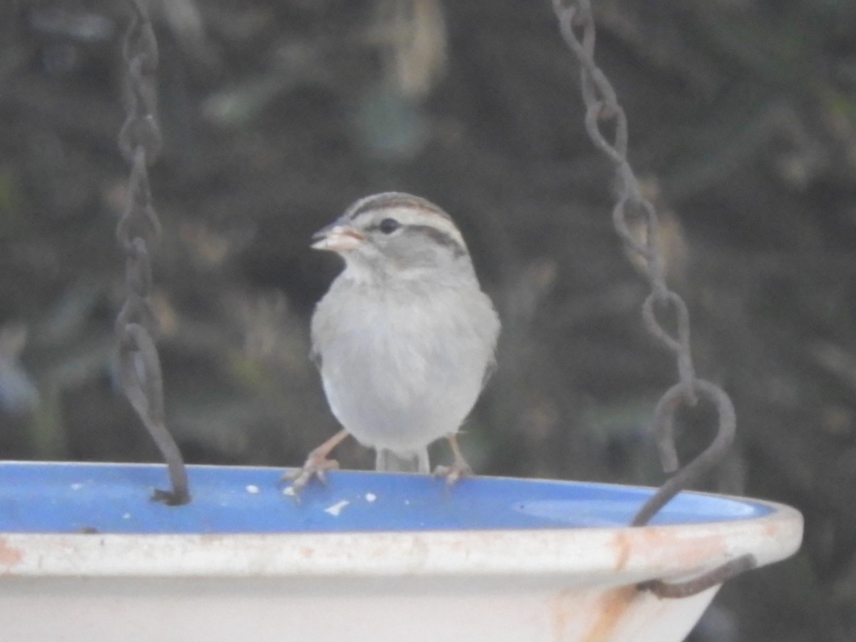 Chipping Sparrow - ML628424620