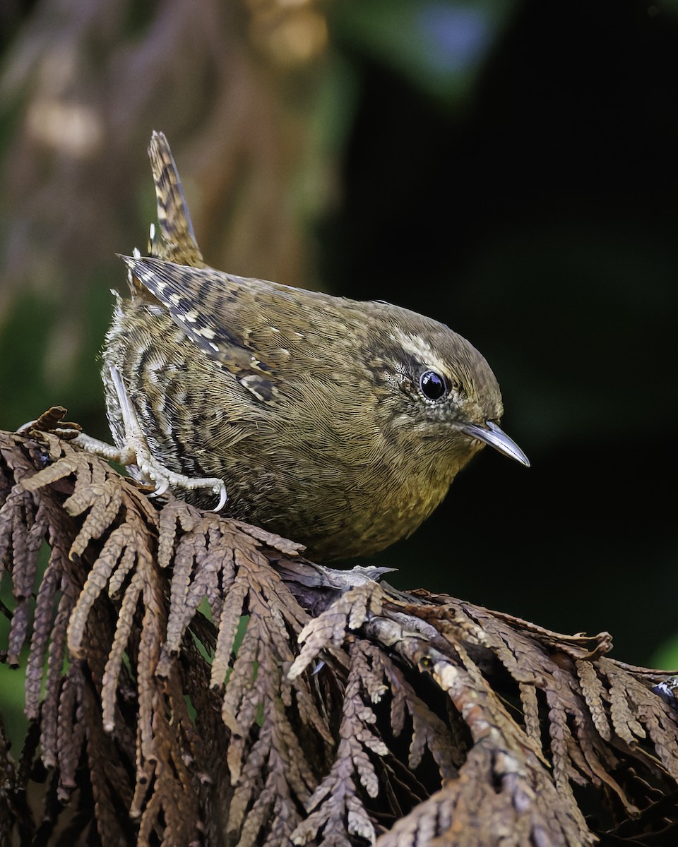 Pacific Wren - ML628424751