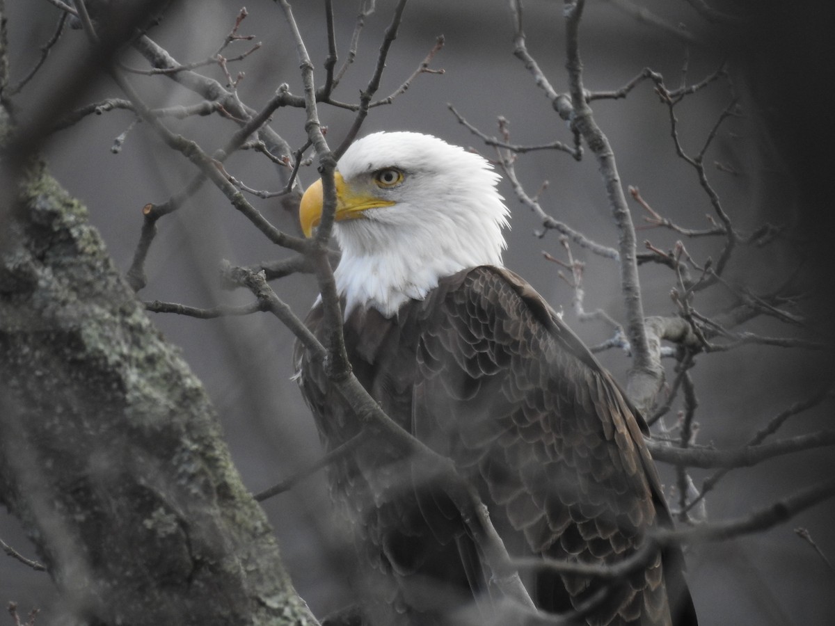 orel bělohlavý - ML628424848