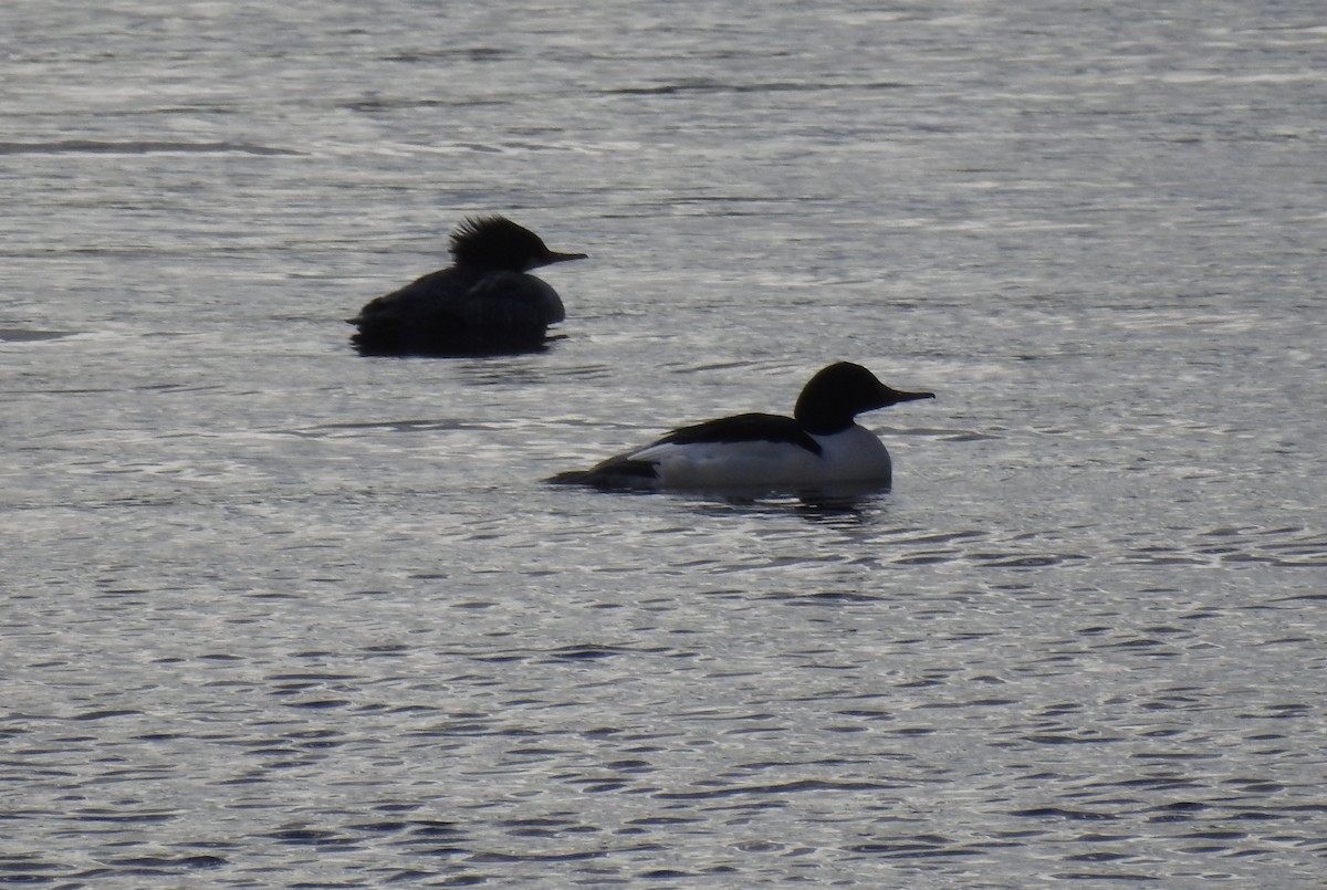 morčák velký - ML628424855