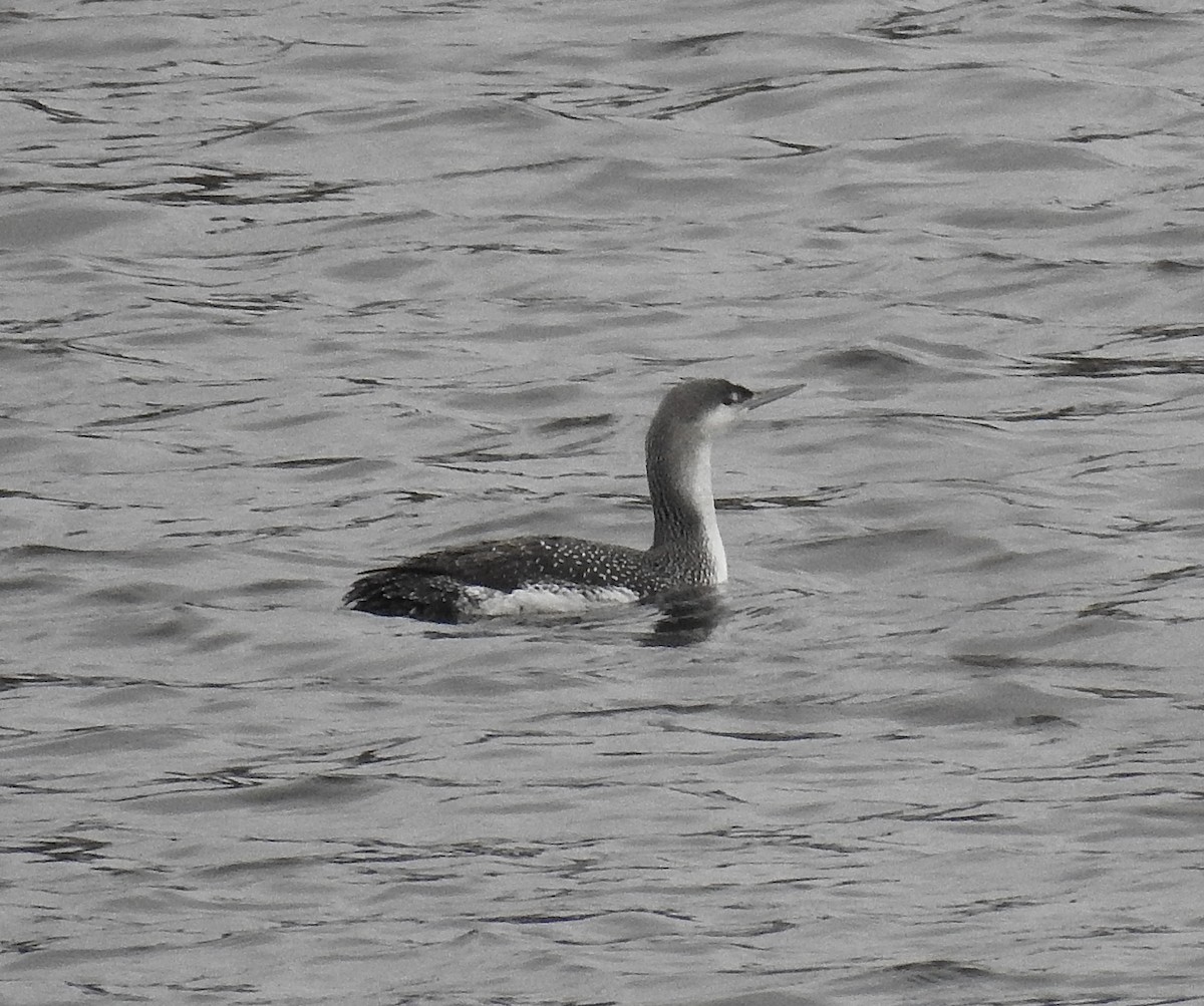 potáplice malá - ML628424862