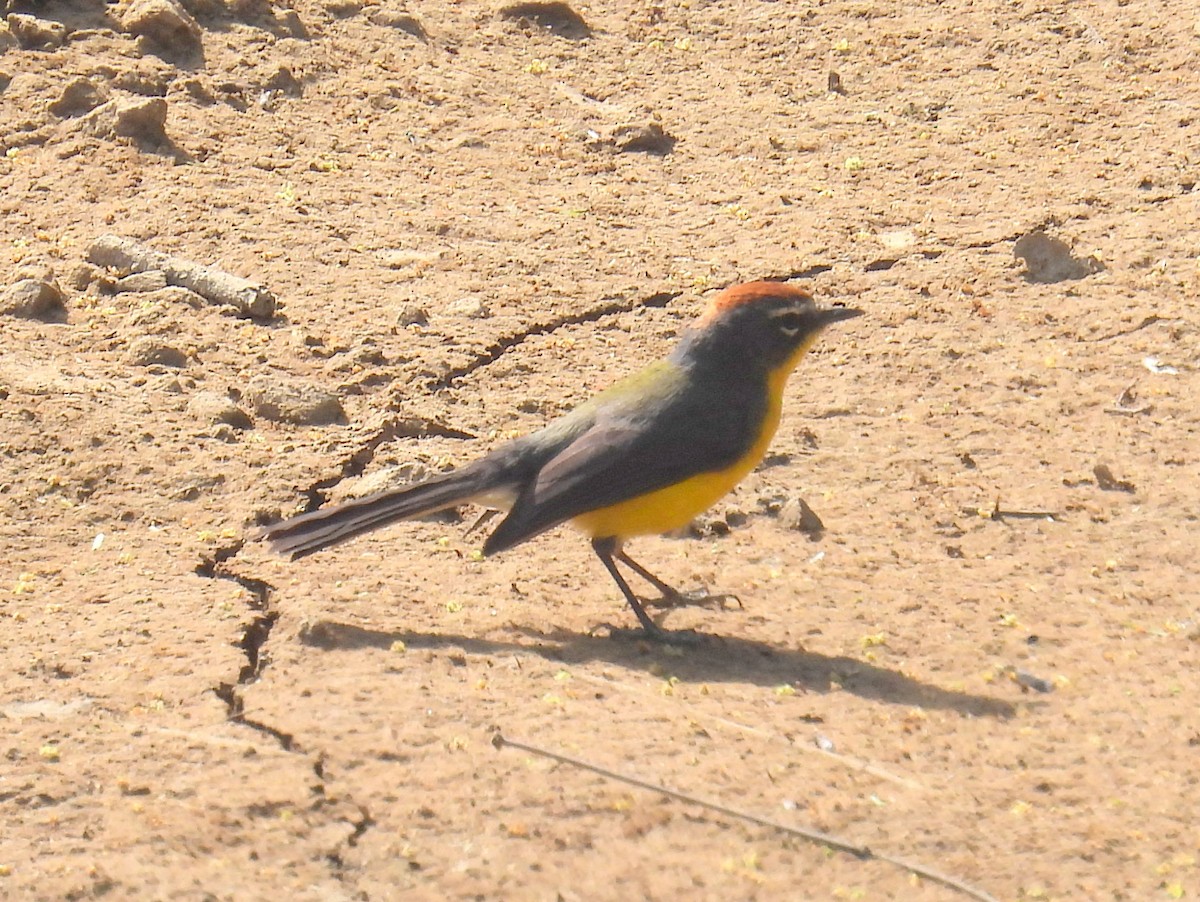 Brown-capped Redstart - ML628424873