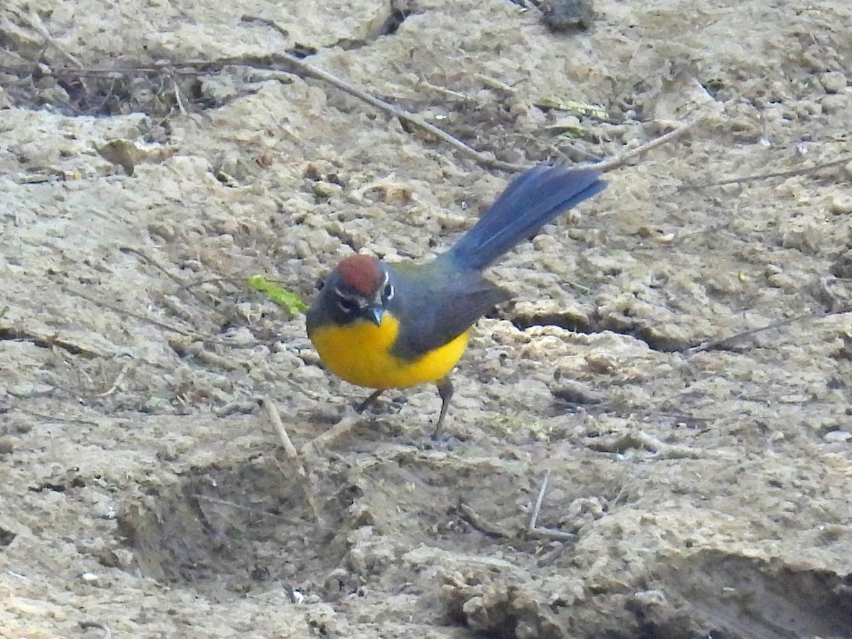 Brown-capped Redstart - ML628424874