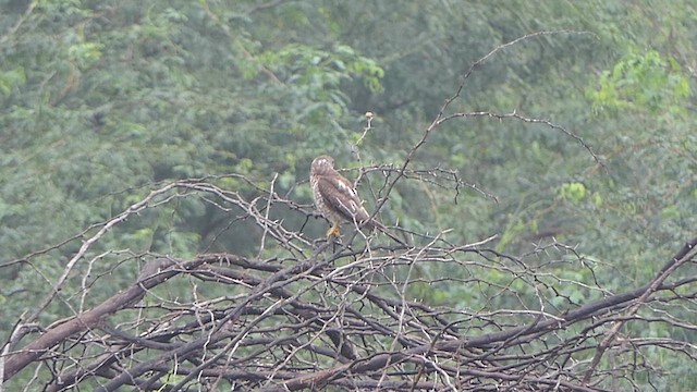 shikrahauk - ML628424953