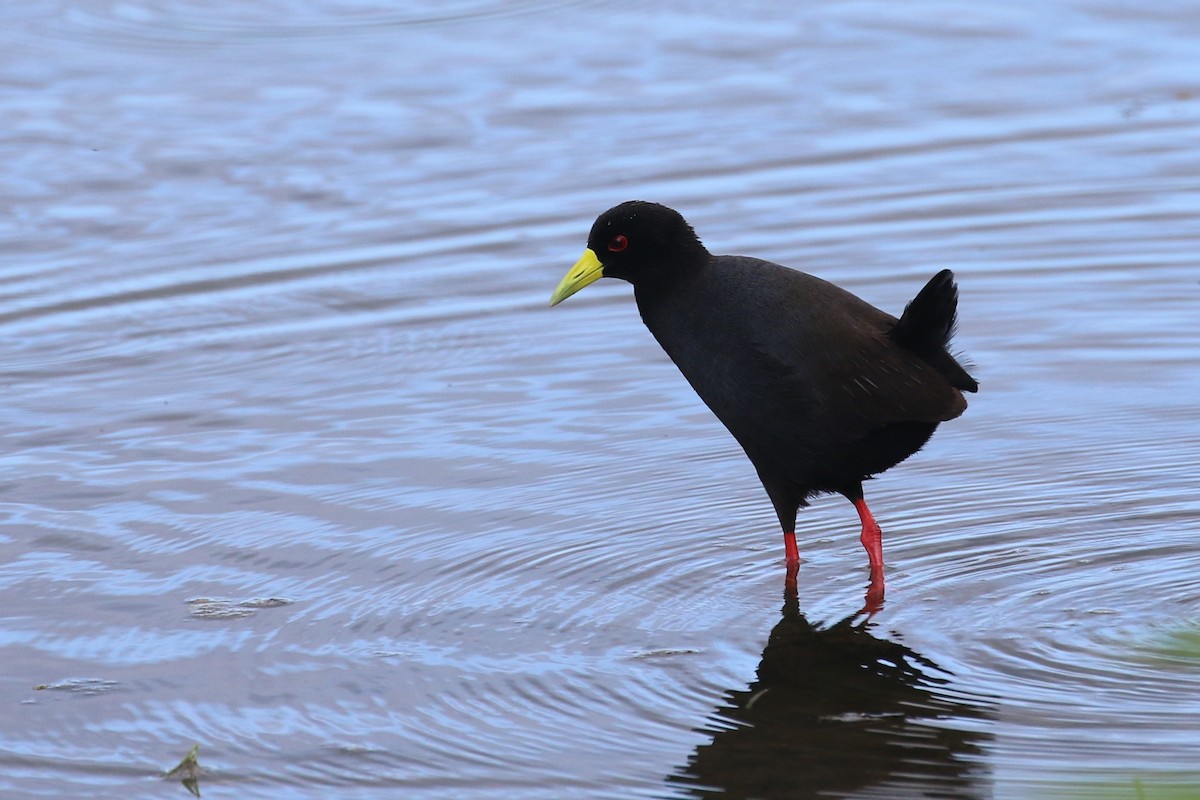 Black Crake - ML628424973