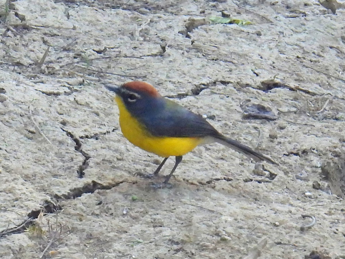 Brown-capped Redstart - ML628424997