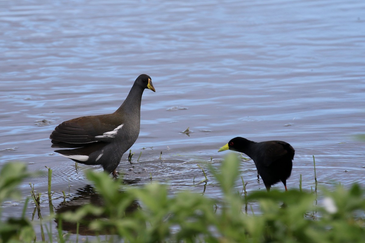 Black Crake - ML628425002