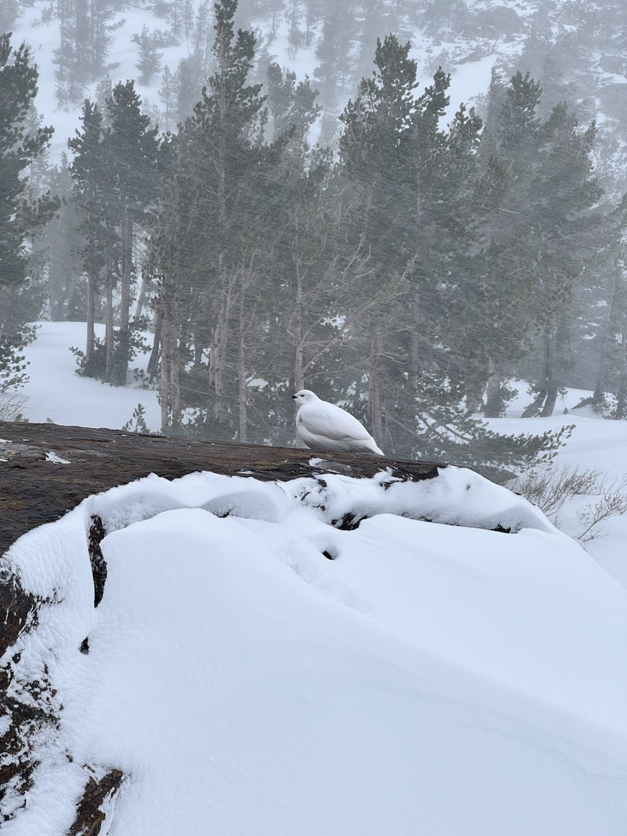 White-tailed Ptarmigan - ML628425097