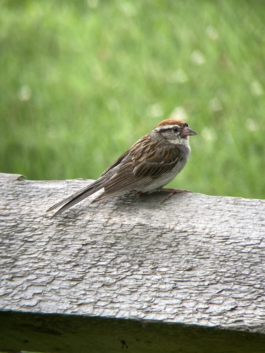 Chipping Sparrow - ML628425121