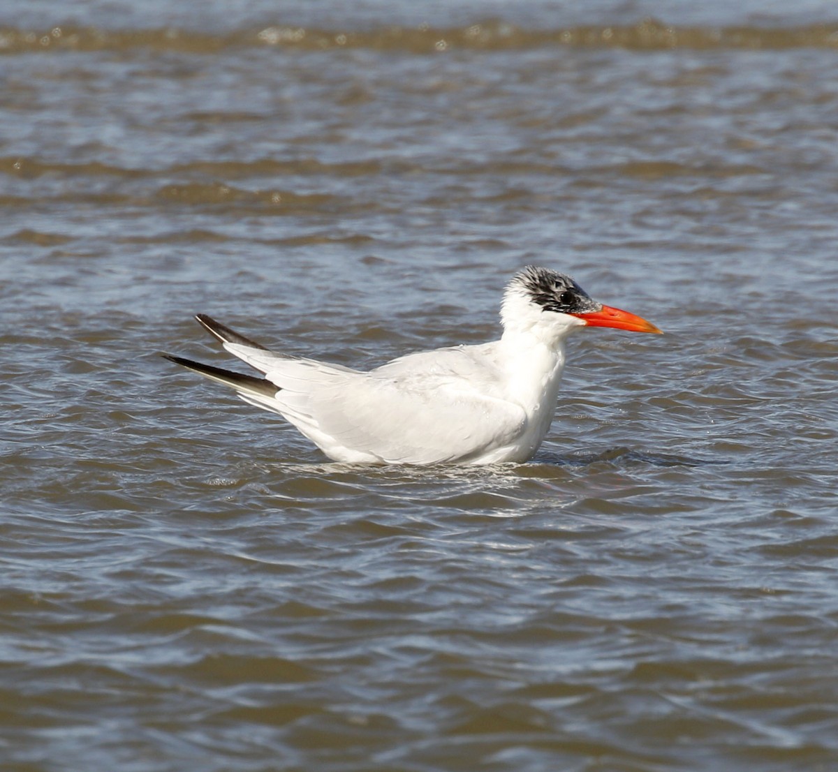 Caspian Tern - ML628425255