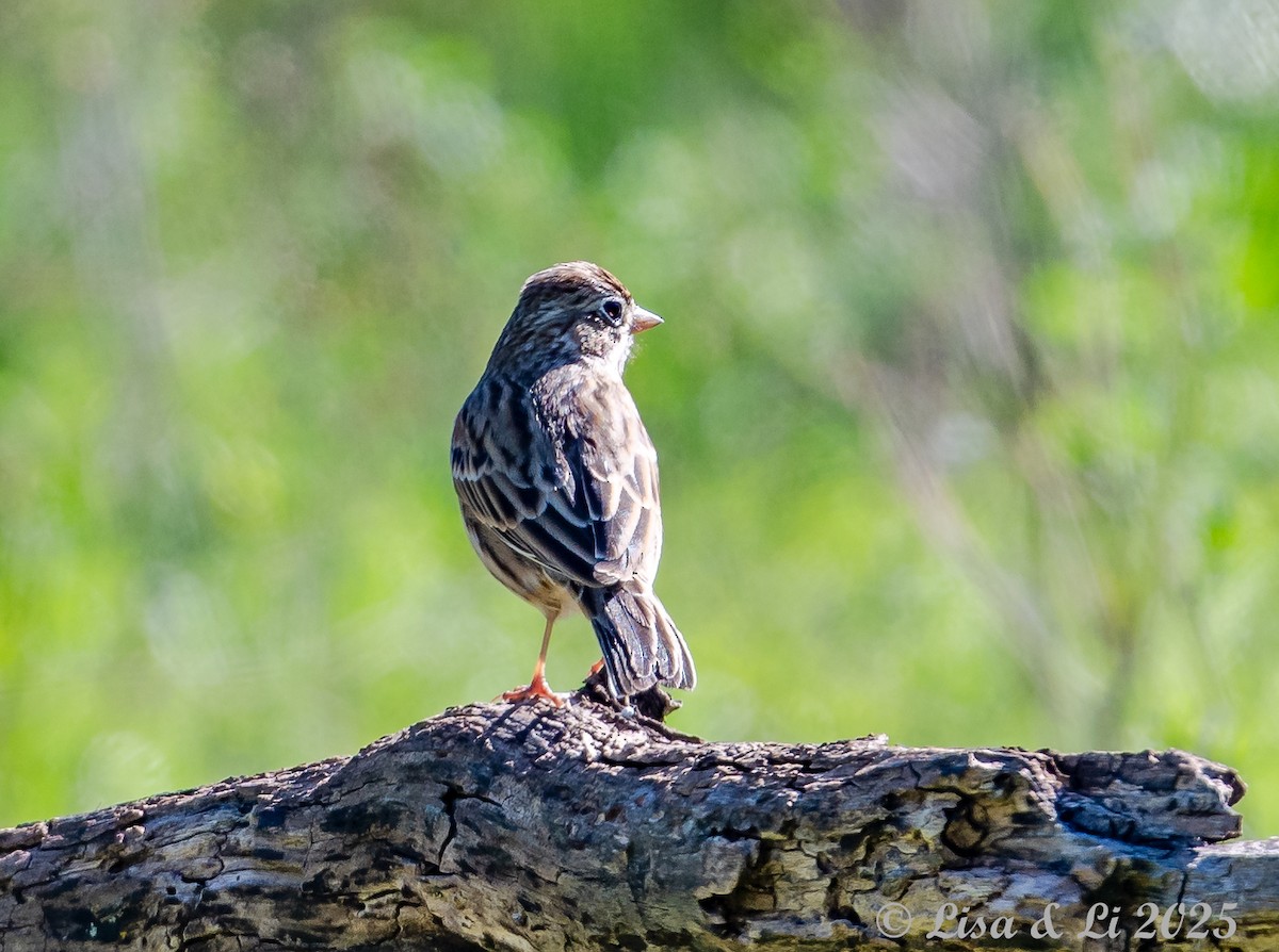 Vesper Sparrow - ML628425256