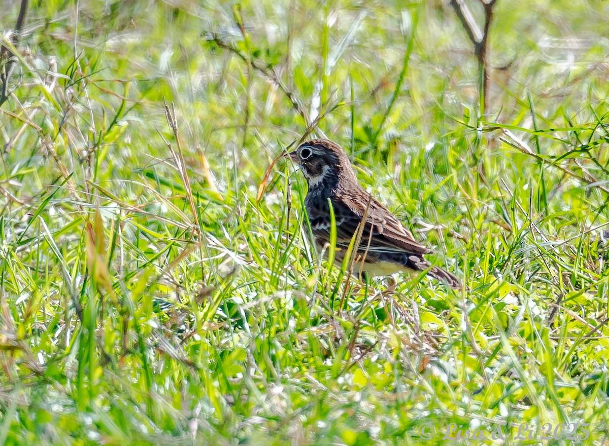 Vesper Sparrow - ML628425257