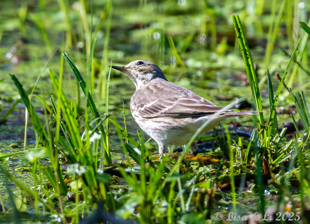 American Pipit - ML628425264