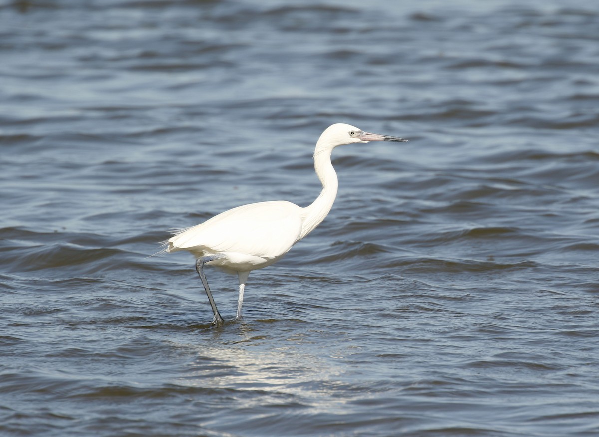 Reddish Egret - ML628425271