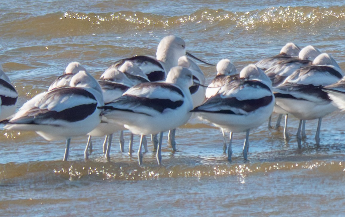 Avocette d'Amérique - ML628425315