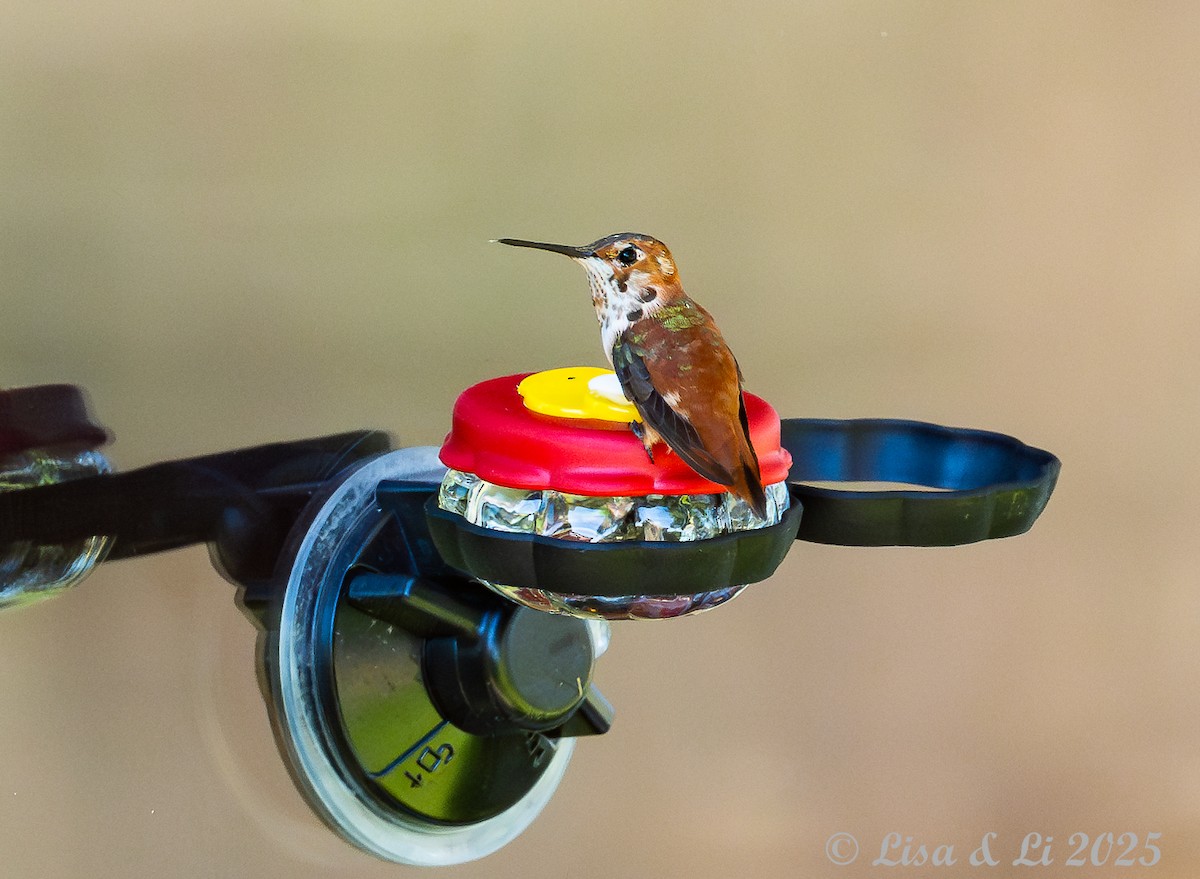 Rufous Hummingbird - ML628425322