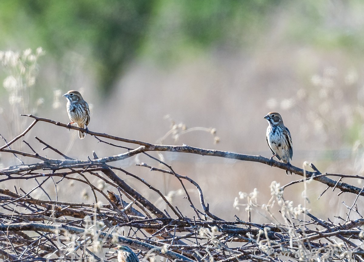 Lark Bunting - ML628425360