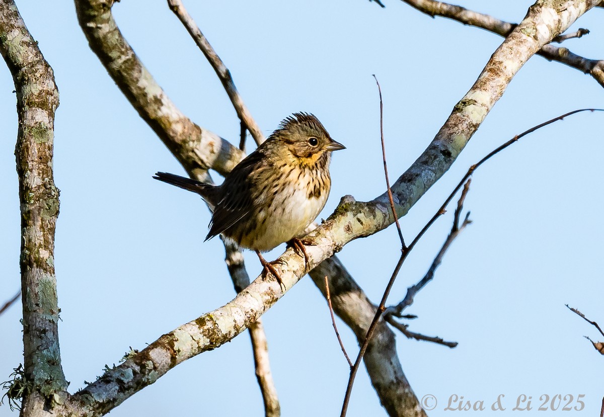 Lincoln's Sparrow - ML628425365