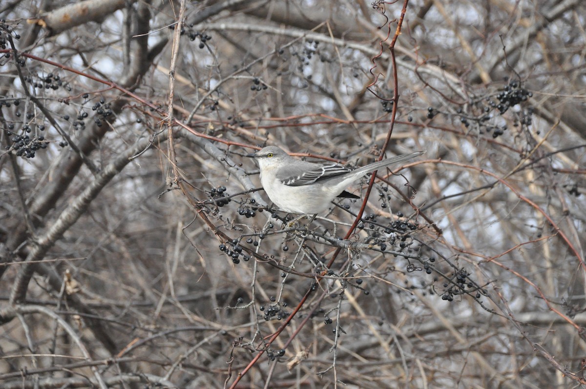 Northern Mockingbird - ML628425374