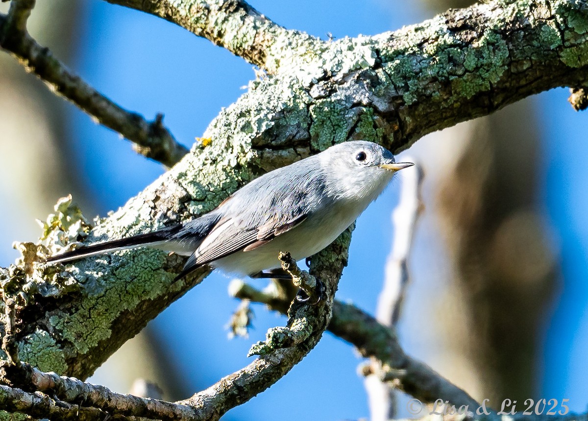 Blue-gray Gnatcatcher - ML628425375