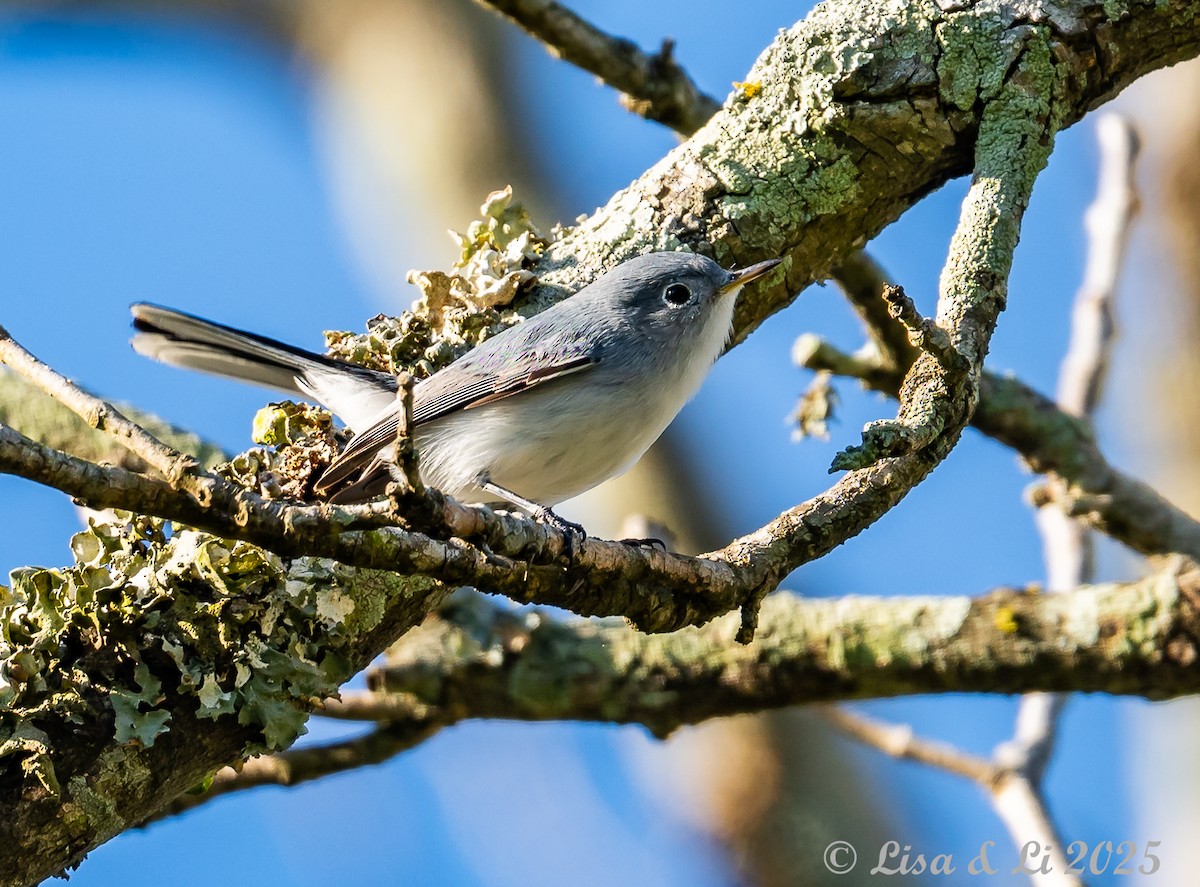 Blue-gray Gnatcatcher - ML628425376