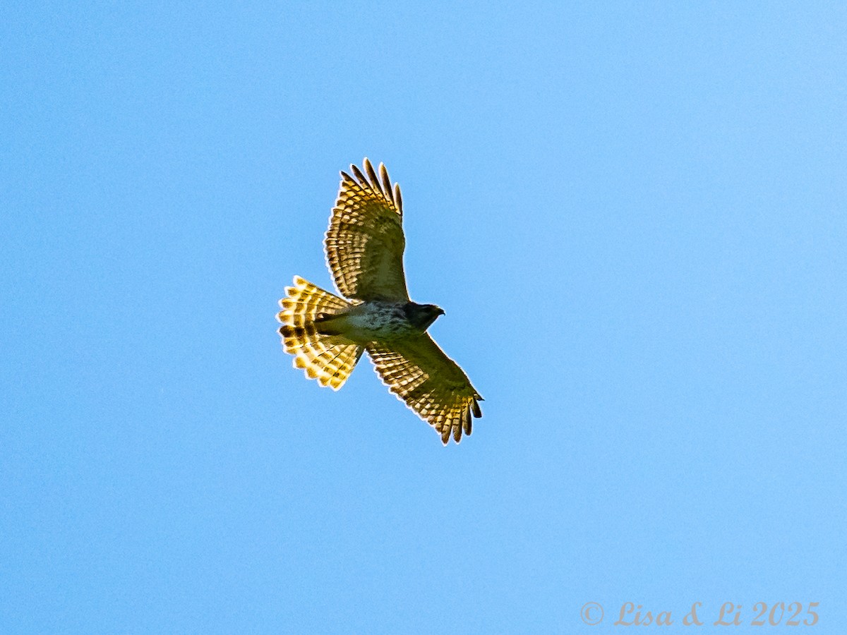 Red-shouldered Hawk - ML628425404