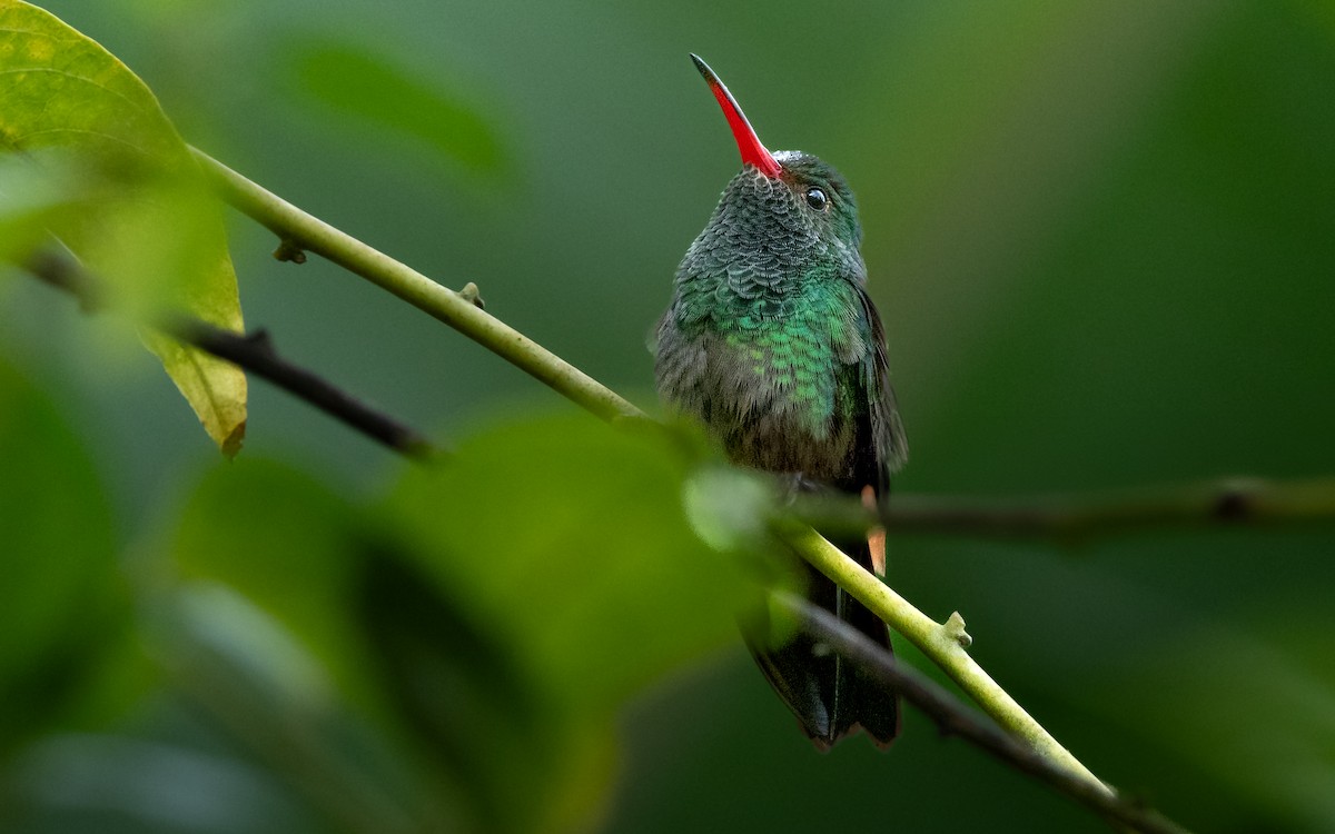 Rufous-tailed Hummingbird - ML628425467