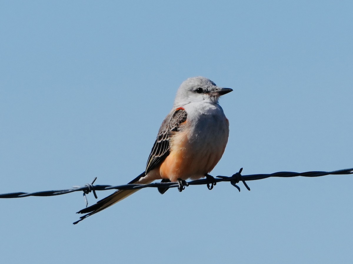 Scissor-tailed Flycatcher - Tami Reece