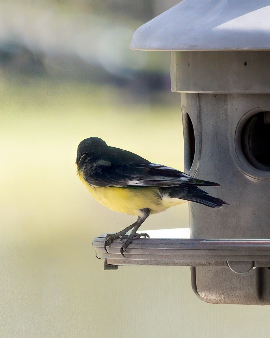 Lesser Goldfinch - ML628425543