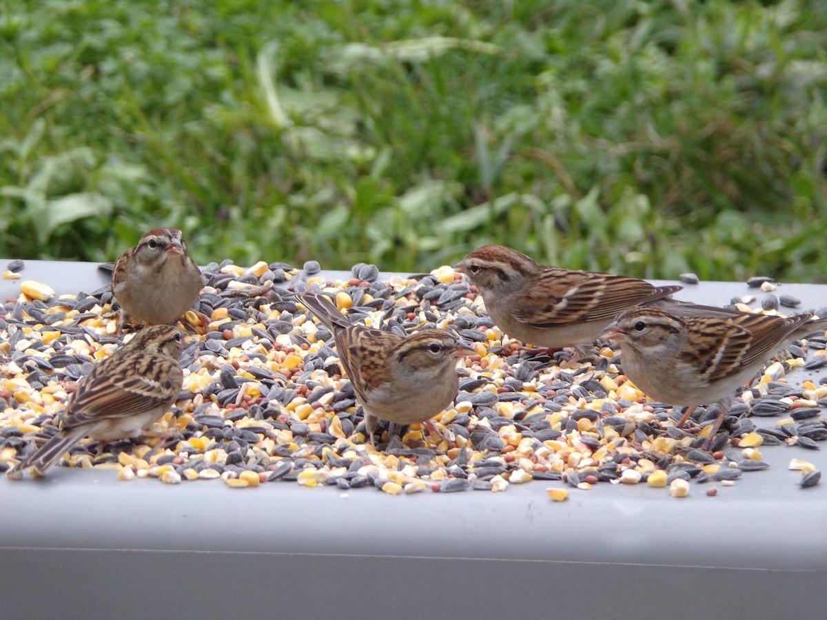 Chipping Sparrow - ML628425595