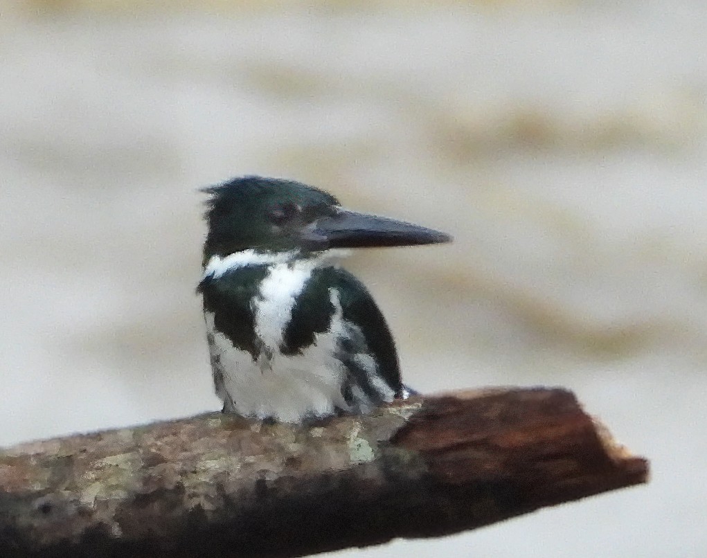 Amazon Kingfisher - ML628425645