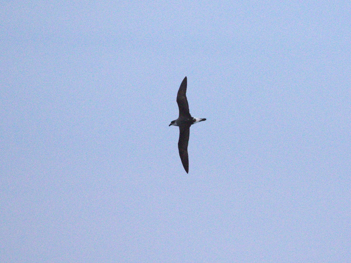 Black-capped Petrel (Dark-faced) - ML628425658