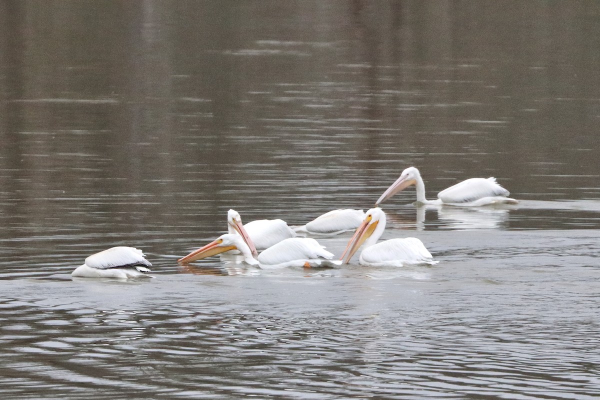 American White Pelican - ML628425676