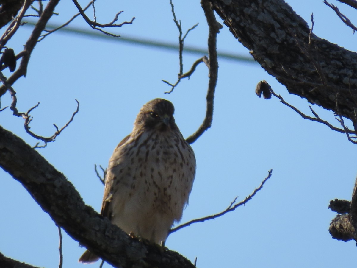 Red-shouldered Hawk - ML628425707