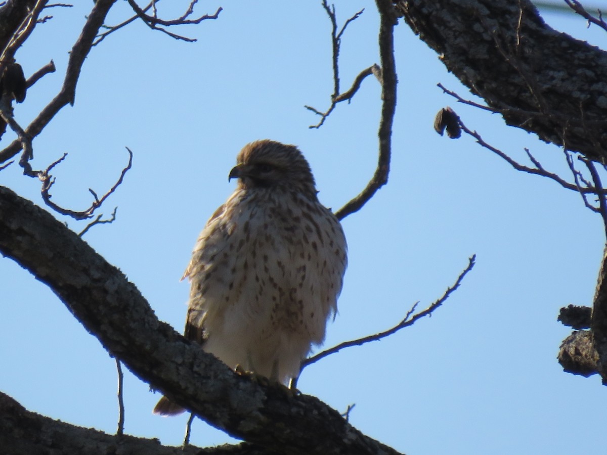 Red-shouldered Hawk - ML628425708